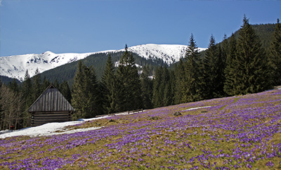 Коттеджи в Польше - Закопане и Окрестности